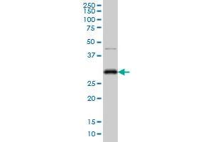 CDC2 monoclonal antibody (M03), clone 1G10 Western Blot analysis of CDC2 expression in Hela S3 NE . (CDK1 anticorps  (AA 211-297))