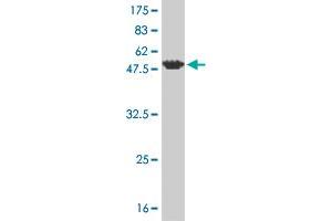 Western Blot detection against Immunogen (54.