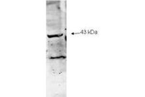 Image no. 1 for anti-Sialidase 2 (Cytosolic Sialidase) (NEU2) (AA 110-124) antibody (ABIN303817) (NEU2 anticorps  (AA 110-124))