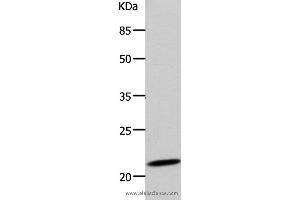 Western blot analysis of 293T cell, using DUT Polyclonal Antibody at dilution of 1:500
