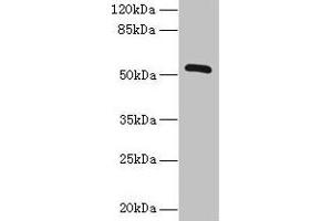 Western blot All lanes: ZNF410 antibody at 3 μg/mL + Mouse brain tissue Secondary Goat polyclonal to rabbit IgG at 1/10000 dilution Predicted band size: 53, 30, 48, 45, 56 kDa Observed band size: 53 kDa (ZNF41 anticorps  (AA 1-300))