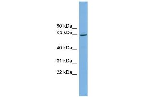 WB Suggested Anti-Taf1b Antibody Titration: 0. (TAF1B anticorps  (Middle Region))