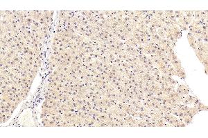 Detection of KMO in Human Liver Tissue using Polyclonal Antibody to Kynurenine-3-Monooxygenase (KMO)