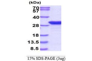 SDS-PAGE (SDS) image for Thiopurine S-Methyltransferase (TPMT) (AA 1-245) protein (ABIN666697) (TPMT Protein (AA 1-245))
