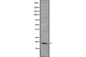 Western blot analysis of H3F3A using HuvEc whole  lysates. (H3F3B anticorps  (N-Term))