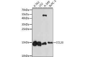 Western blot analysis of extracts of various cell lines, using CCL20 antibody (ABIN7266301) at 1:1000 dilution. (CCL20 anticorps  (AA 1-95))