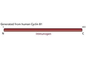 Image no. 1 for anti-Cyclin B1 (CCNB1) antibody (ABIN967428) (Cyclin B1 anticorps)