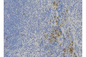 ABIN6273883 at 1/100 staining Human lymph node tissue by IHC-P. (GPR56 anticorps)