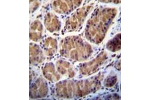 Formalin fixed and paraffin embedded human stomach tissue stained with PRSS7 / ENTK  Antibody  followed by peroxidase conjugation of the secondary antibody and DAB staining