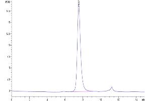The purity of Cynomolgus CD40 is greater than 95 % as determined by SEC-HPLC. (CD40 Protein (CD40) (His tag))