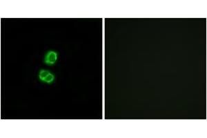 Immunofluorescence analysis of MCF7 cells, using FGF22 Antibody.