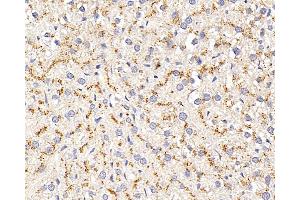 Immunohistochemistry analysis of paraffin-embedded rat liver using CD107b Polyclonal Antibody at dilution of 1:400. (LAMP2 anticorps)