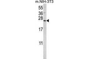 Western blot analysis in mouse NIH-3T3 cell line lysates (35ug/lane) using Sorting nexin-24 (SNX24)  Antibody . (SNX24 anticorps  (N-Term))
