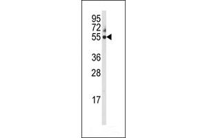 Western blot analysis of anti-CYP3A5 Antibody in 293 cell line lysates (35ug/lane)