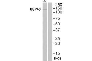 Western blot analysis of extracts from JK cells, using USP43 antibody. (USP43 anticorps  (Internal Region))