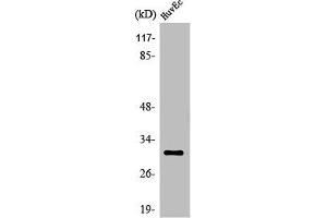 Western Blot analysis of HuvEc cells using Olfactory receptor 6C68 Polyclonal Antibody
