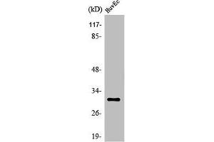 Western Blot analysis of HuvEc cells using Olfactory receptor 6C68 Polyclonal Antibody (OR6C68 anticorps  (C-Term))