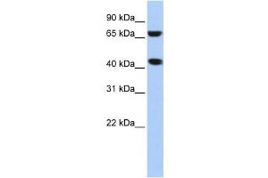 Western Blotting (WB) image for anti-ELAC1 (ELAC1) antibody (ABIN2458576) (ELAC1 anticorps)