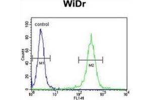 Flow Cytometric analysis of WiDr cells (right histogram) compared to a negative control cell using ATP5B Antibody (Center) Cat. (ATP Synthase Subunit beta (AtpB) (AA 142-171), (Middle Region), (Subunit beta) anticorps)