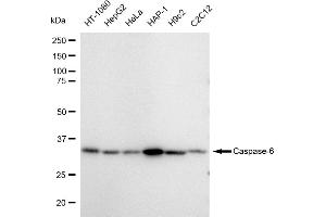 Western blotting analysis using Caspase 6 antibody (ABIN7797901). (Recombinant Caspase 6 anticorps)