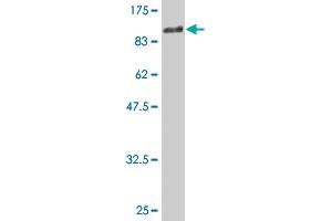Western Blot detection against Immunogen (91.