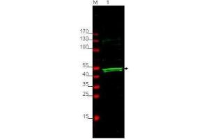 Western blot using  Affinity Purified anti-GSK3A antibody shows detection of a 52 kDa band corresponding to human GSK3A present in ~ 35 µg of HEK293 whole cell lysate (lane 1).