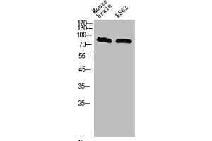 Western Blot analysis of mouse brain K562 cells using Neuregulin-3 Polyclonal Antibody (Neuregulin 3 anticorps  (Internal Region))