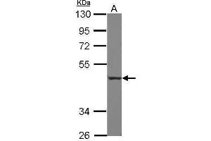 WB Image Sample (30 ug of whole cell lysate) A: THP-1 10% SDS PAGE antibody diluted at 1:1000 (CD55 anticorps  (Center))
