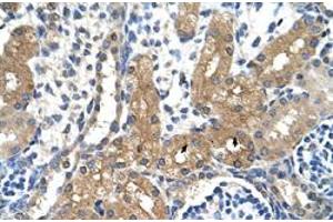 Immunohistochemical staining (Formalin-fixed paraffin-embedded sections) of human kidney with CYP4A22 polyclonal antibody  at 4-8 ug/mL working concentration. (CYP4A22 anticorps  (N-Term))