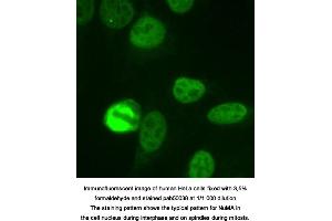 Image no. 1 for anti-Nuclear/mitotic Apparatus Protein (NUMA) (full length) antibody (ABIN363347) (NUMA anticorps  (full length))