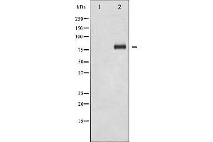 Western blot analysis of FOXO1A phosphorylation expression in Serum treated HeLa whole cell lysates,The lane on the left is treated with the antigen-specific peptide.