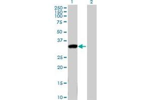 Western Blot analysis of KLK8 expression in transfected 293T cell line by KLK8 MaxPab polyclonal antibody. (Kallikrein 8 anticorps  (AA 1-260))