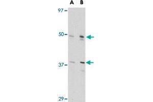 Western blot analysis of FEZ2 in NIH/3T3 cell lysate with FEZ2 polyclonal antibody  at (A) 0. (FEZ2 anticorps  (Internal Region))