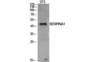 Western Blotting (WB) image for anti-AAT (Internal Region) antibody (ABIN3181415) (AAT (Internal Region) anticorps)