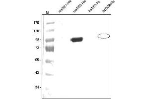 Western analysis of recombinant Human and Mouse sTIE-1 and sTIE-2 with a Polyclonal antibody directed against Mouse recombinant sTIE-2. (TEK anticorps  (AA 23-737))
