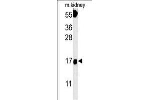 FGFBP3 Antibody (C-term) (ABIN651816 and ABIN2840409) western blot analysis in mouse kidney tissue lysates (15 μg/lane). (FGFBP3 anticorps  (C-Term))