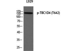 Western Blot (WB) analysis of L929 using p-TBC1D4 (T642) antibody. (TBC1D4 anticorps  (pThr642))