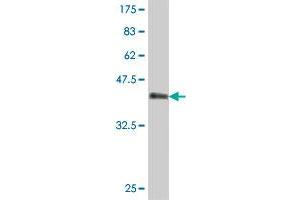 Western Blot detection against Immunogen (37 KDa) .