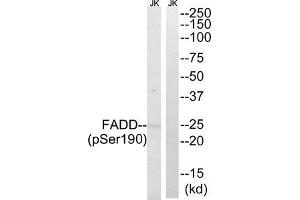 Western blot analysis of extracts from Jurkat cells treated with PMA using FADD (Phospho-Ser190) Antibody.