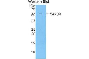 Western Blotting (WB) image for anti-Pregnancy Zone Protein (PZP) (AA 1251-1500) antibody (ABIN1860390) (PZP anticorps  (AA 1251-1500))