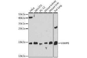 Western blot analysis of extracts of various cell lines, using VAMP8 antibody. (VAMP8 anticorps  (AA 1-75))