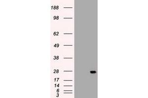 Image no. 3 for anti-Interleukin 6 (IL6) (AA 29-212) antibody (ABIN1491342) (IL-6 anticorps  (AA 29-212))