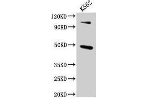 Western Blot Positive WB detected in: K562 whole cell lysate All lanes: ARRB1 antibody at 4. (beta Arrestin 1 anticorps  (AA 1-260))