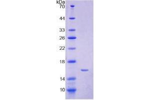 SDS-PAGE analysis of Human Hepcidin Protein. (Hepcidin Protéine)