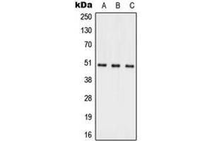 Western blot analysis of ACER1 expression in HepG2 (A), Raw264. (ACER1 anticorps  (Center))