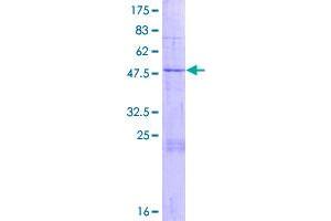Lysozyme G-Like 2 (LYG2) (AA 1-212) protein (GST tag)