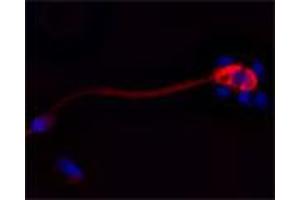 IF on ethanol-fixed human spermatosoid using Mouse monoclonal to Cathelicidin: OSX12 clone  at a concentration of 10 µg/ml.