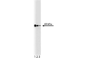 Western blot analysis of p54 [nrb] on a Jurkat lysate. (NONO anticorps  (AA 368-471))