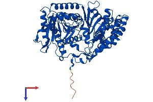 Carnitine O-Octanoyltransferase (CROT) (AA 1-612) protein (His tag)