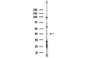 anti-CDC42 Effector Protein (Rho GTPase Binding) 1 (CDC42EP1) (N-Term) antibody